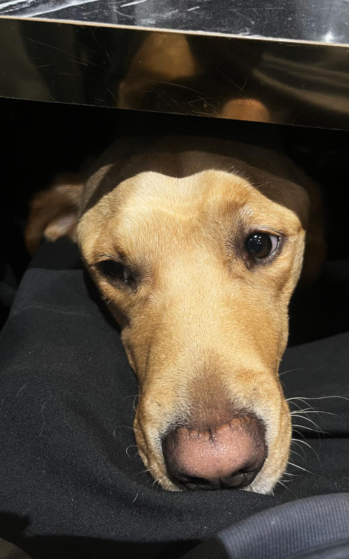 The face of a Labrador dog looking out from under a restaurant table